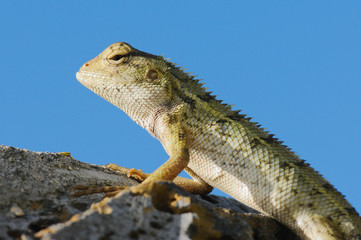 Basking in the sun. Emma gray's forest lizard. Mauritius Island