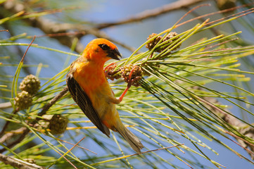 Madagascar Red Fody (Foudia madagascariensis). Mauritius Island