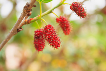 Fresh mulberry on tree