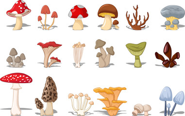 different kinds of mushrooms - obrazy, fototapety, plakaty