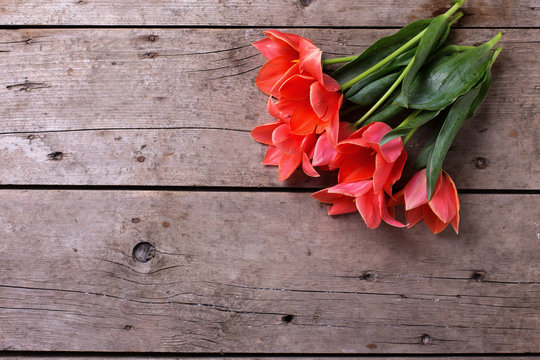 Bunch of coral tulips  on vintage  wooden background.