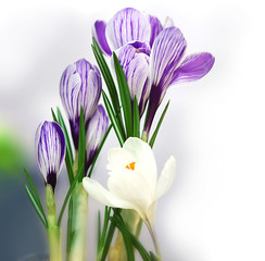 Naklejka premium Beautiful crocus flowers on blurred background