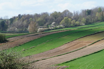 Pola na Roztoczu wiosną, kwitnące drzewa,  © klumb