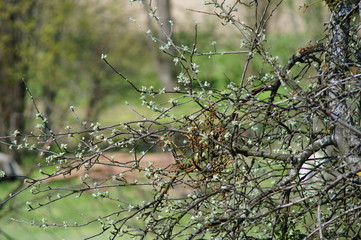 Rozkwitająca jabłoń na wiosnę © klumb