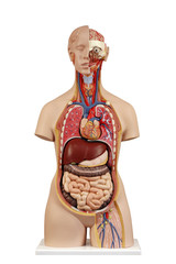 Anatomical model  unisex torso