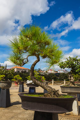 Fototapeta na wymiar bonsai in the flower park