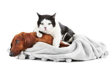 Cat and red dachshund on grey lounger, isolated on white.