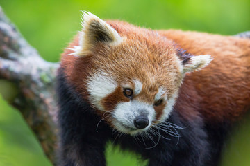 Fototapeta premium Red panda