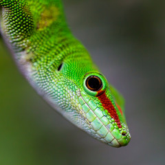 Madagascar giant day gecko (Phelsuma madagascariensis grandis)