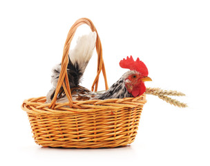 Cock in a basket. © voren1