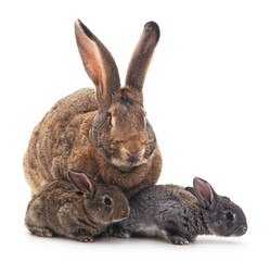 Mother and children rabbits.
