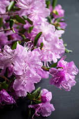 Blooming pink ledum on the rustic wooden background