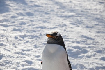 ペンギン