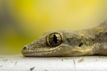 Close up lizard eye