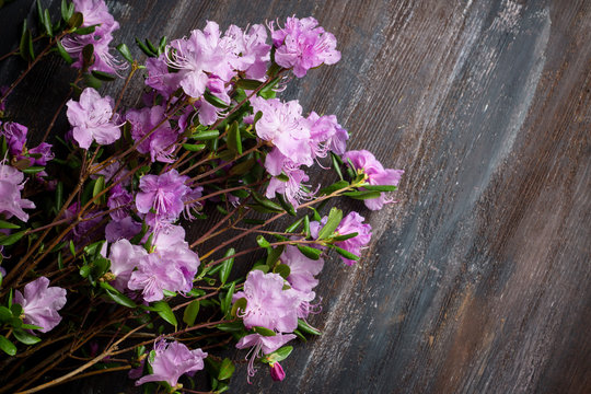 Blooming pink ledum on the rustic wooden background