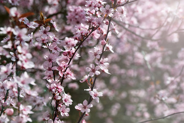 Cherry tree blossom, pink flowers, spring background