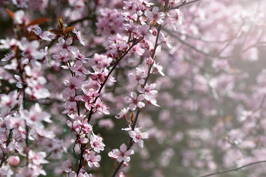 Cherry tree blossom, pink flowers, spring background