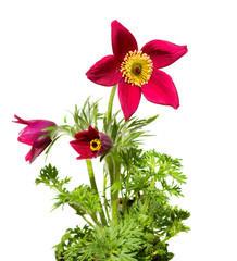 Pasqueflower or meadow anemone on white background