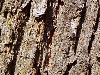 Tree bark texture