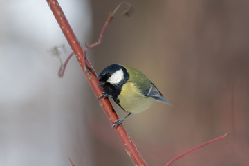 curious tit on a branch