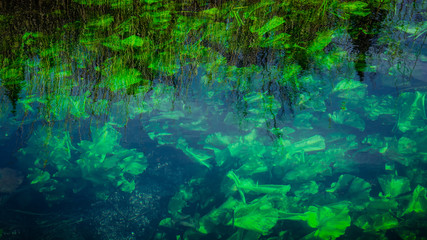 Abstract texture and pattern of green plants under the water
