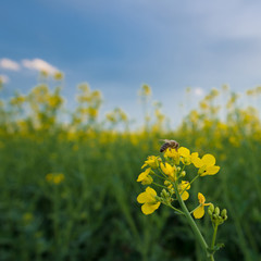 Bee on rapeseed flower, pollination under blue sky. Agricultural landscape.