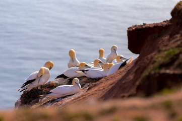 northern gannet sitting on the nest