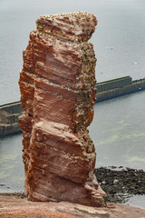 northern gannet sitting on the nest