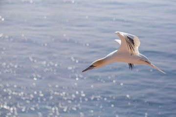 flying northern gannet, Helgoland Germany