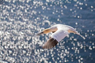 flying northern gannet, Helgoland Germany