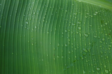 banana leaf