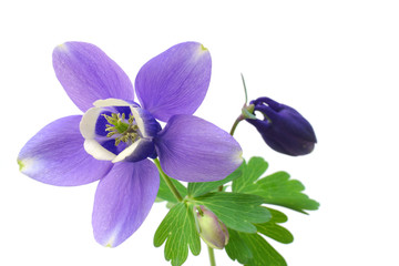 Japanese columbine flower and bud in white #2