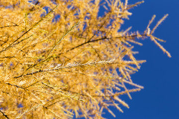 yellow tamarack larch tree in autumn against blue sky