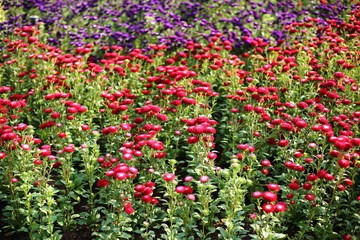 Fototapeta premium Flowers plantation in Royal Ratchaphruek Park