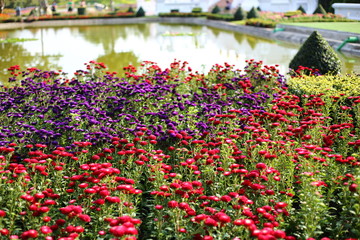 Flowers plantation in Royal Ratchaphruek Park