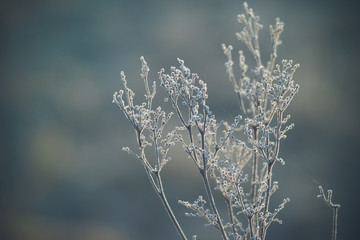 Frozen plants in small crystals of ice