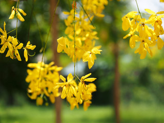 Golden shower (Cassia fistula), yellow flower national flower of Thailand

