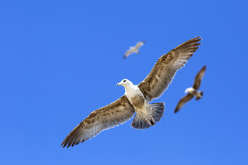 Birds during the flight. Portrait of birds flying against the blue sky. The sun illuminates the feathers of the wings. 