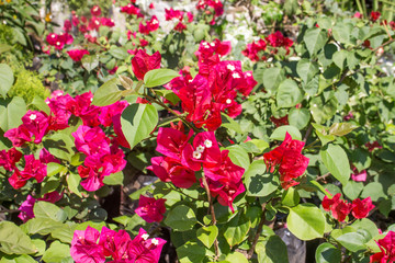 nursery decorative flower group. Close up shot