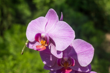 Obraz premium purple orchid