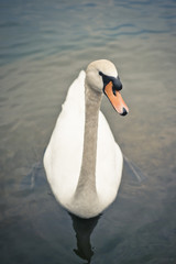 swan in the lake
