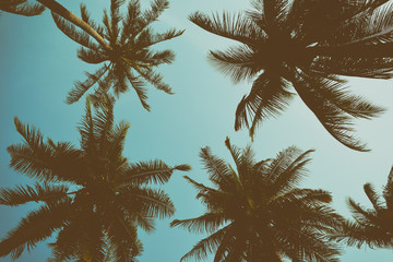 Silhouet palmboom met vintage filter (achtergrond)
