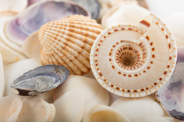 Background from a sea shells 