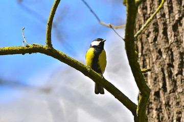 Fototapeta premium Mésange charbonnière, oiseau