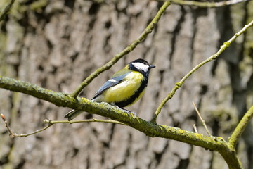 Mésange charbonnière, oiseau