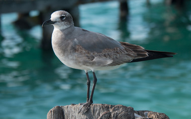 Seagull on Isla Mujeres boat dock post across from Cancun Mexico