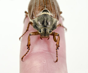 Common Cockchafer