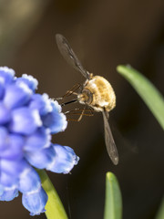 Large Bee-fly on grape hyacinth in springtime