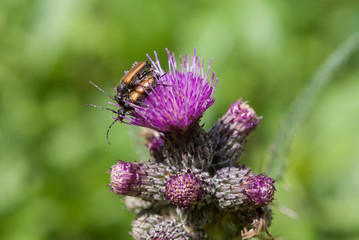 Ackerdistelblüte mit Käfern - Cirsium arvense