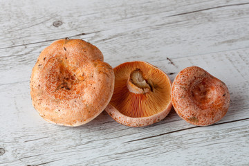 Three saffron milk cap mushrooms on white wooden rustic table closeup